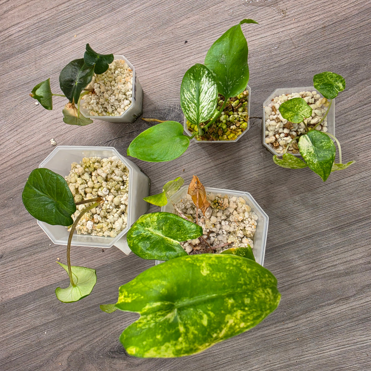 23 @ 8.42pm RARE PLANT BUNDLE - see description
