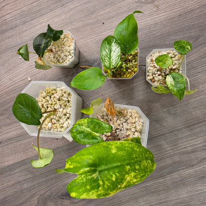 23 @ 8.42pm RARE PLANT BUNDLE - see description