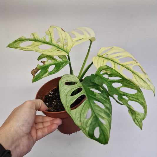 Monstera Adansonii Variegated #5