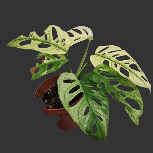 Monstera Adansonii Variegated #5