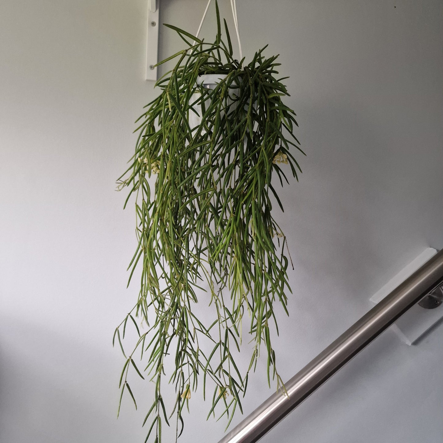 Hoya Linearis Houseplant 12cm pot