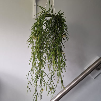 Hoya Linearis Houseplant 12cm pot