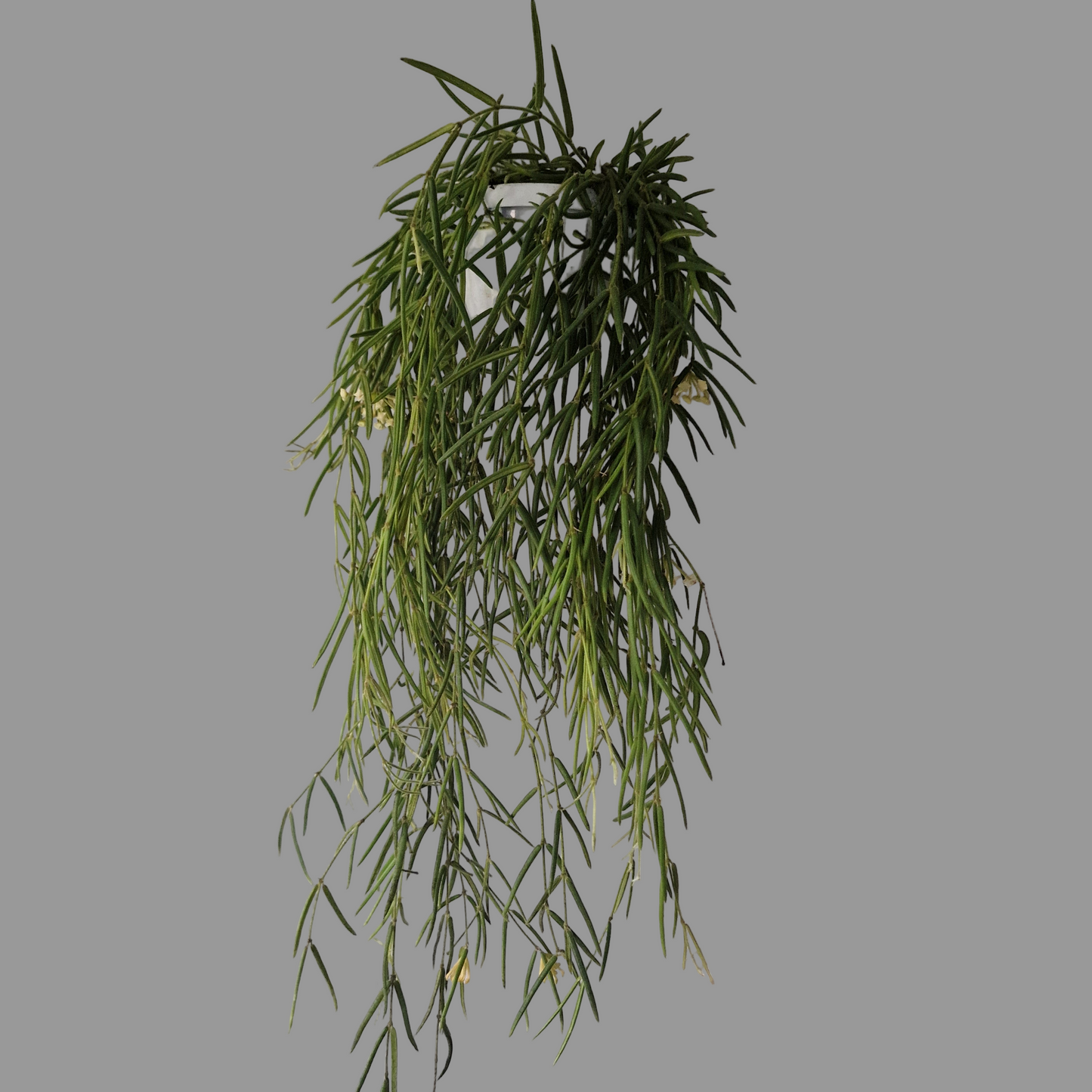 Hoya Linearis Houseplant 12cm pot