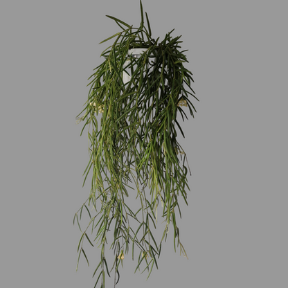 Hoya Linearis Houseplant 12cm pot