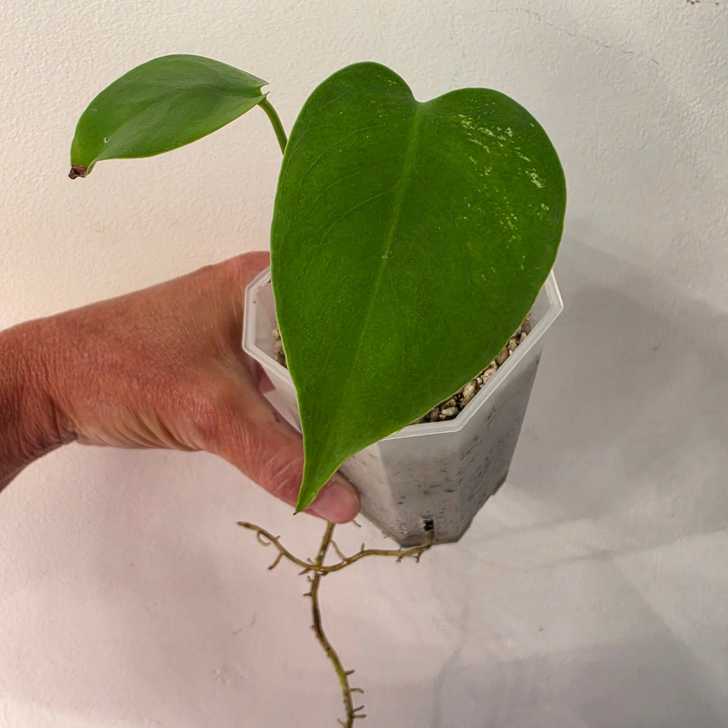 Monstera Devil Fully Acclimatised - see description before purchasing