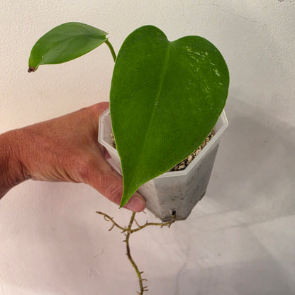 Monstera Devil Fully Acclimatised - see description before purchasing