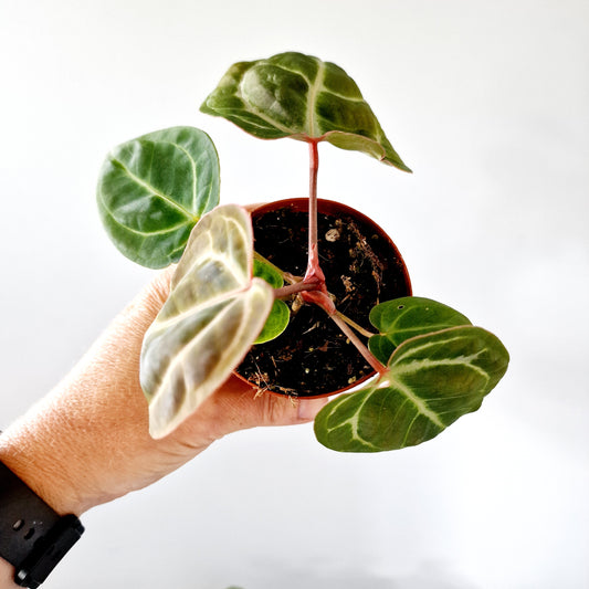 Anthurium Besseae aff x Zara x Michelle Houseplant 9cm pot (2)