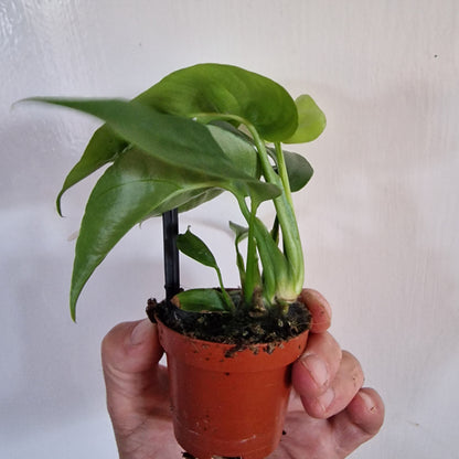 Monstera Rare Houseplant 6cm pot
