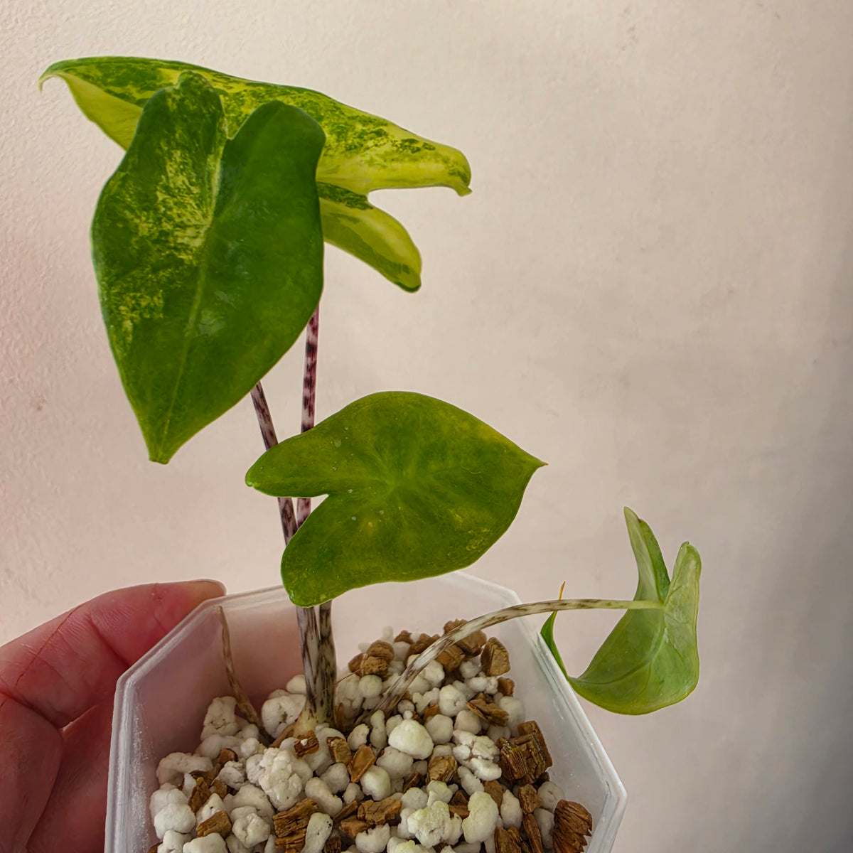 Alocasia bundle - see description