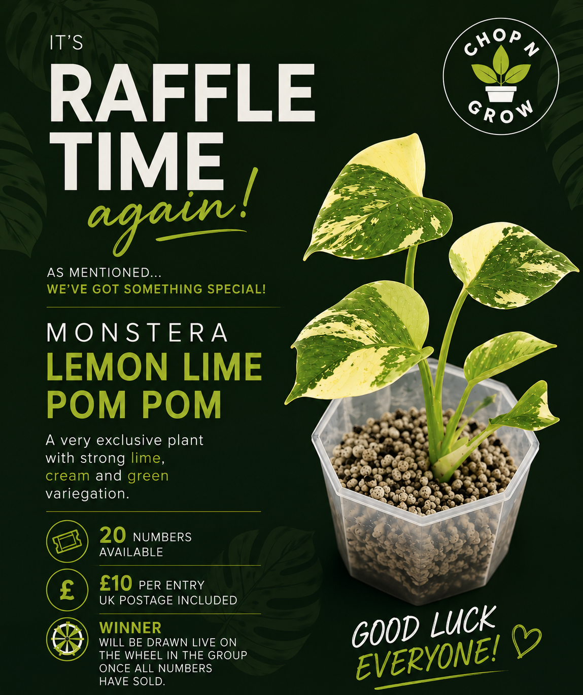Monstera Lemon Lime Pom Pom see description