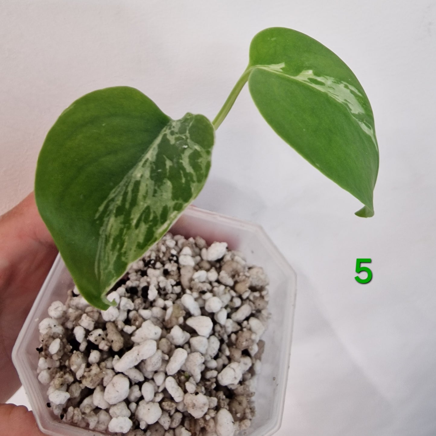Monstera Bulbasaur 7cm pot – Choose Your Own