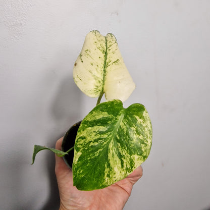 Monstera Mint – 6cm Pot (#2)