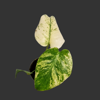 Monstera Mint – 6cm Pot (#2)