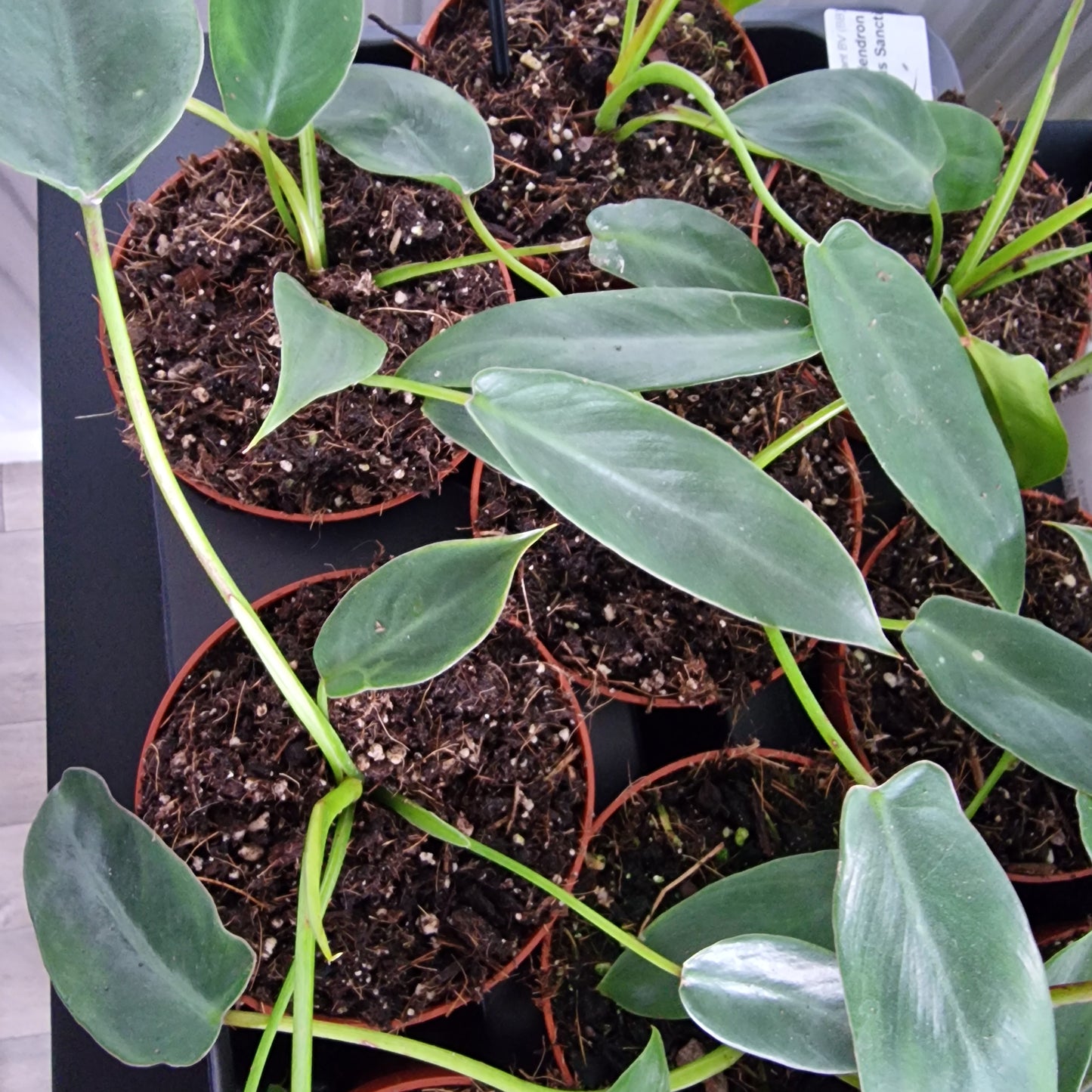 Philodendron Spiritus Sancti – 10.5cm Pot