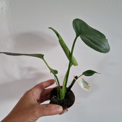 Monstera Rare Houseplant 6cm pot