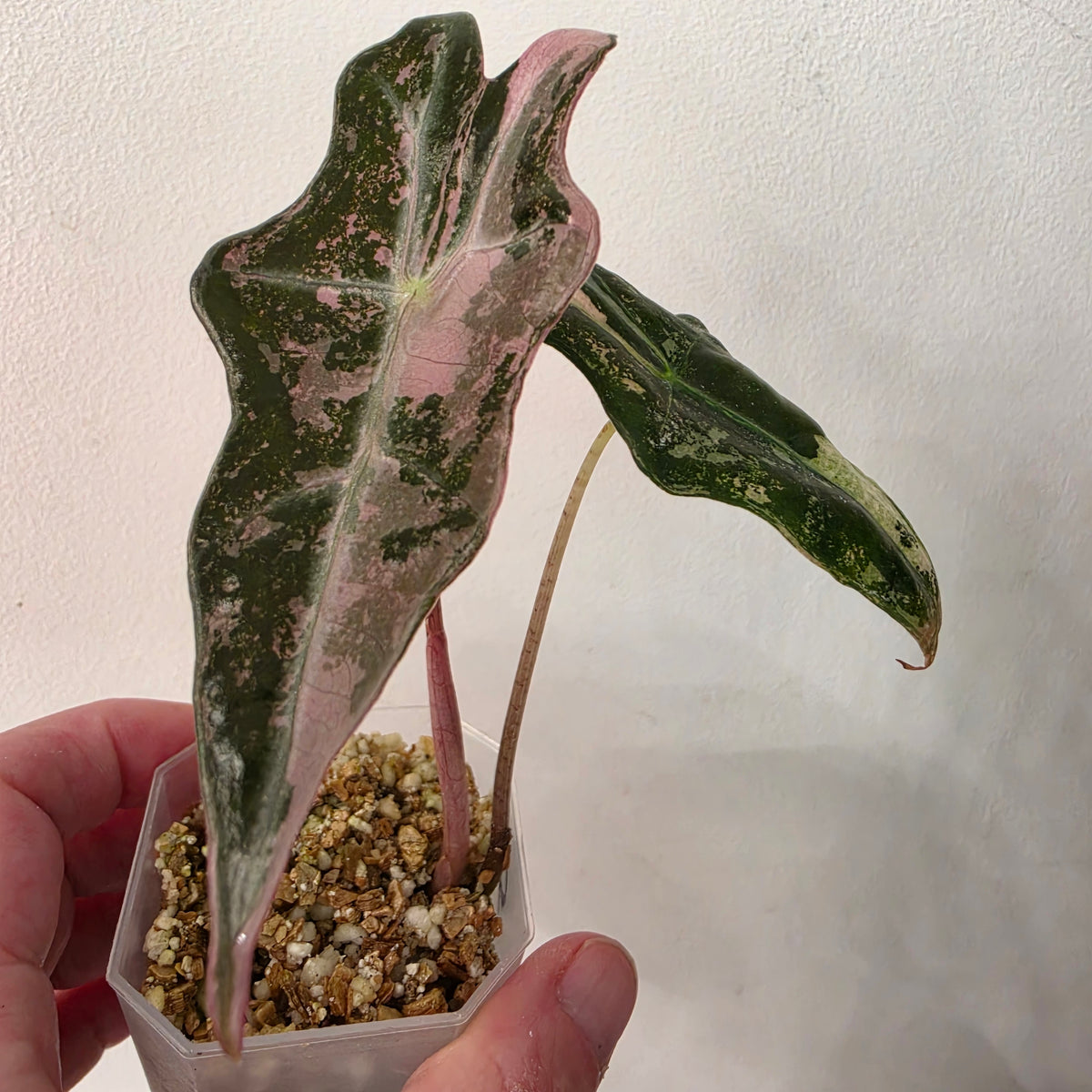 Alocasia Pink Nobilis Variegated – Fully Acclimatised | Exact Plant #4