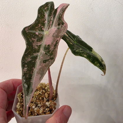 Alocasia Pink Nobilis Variegated – Fully Acclimatised | Exact Plant #4