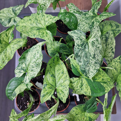 Syngonium ‘Mottled Mojito’ – 6cm Pot