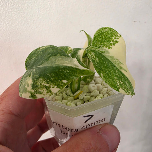 Monstera Crème Brûlée – Exact Plant No. 7 - See Description