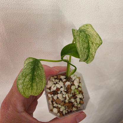 Monstera White Monster Variegated – Exact Plant #6
