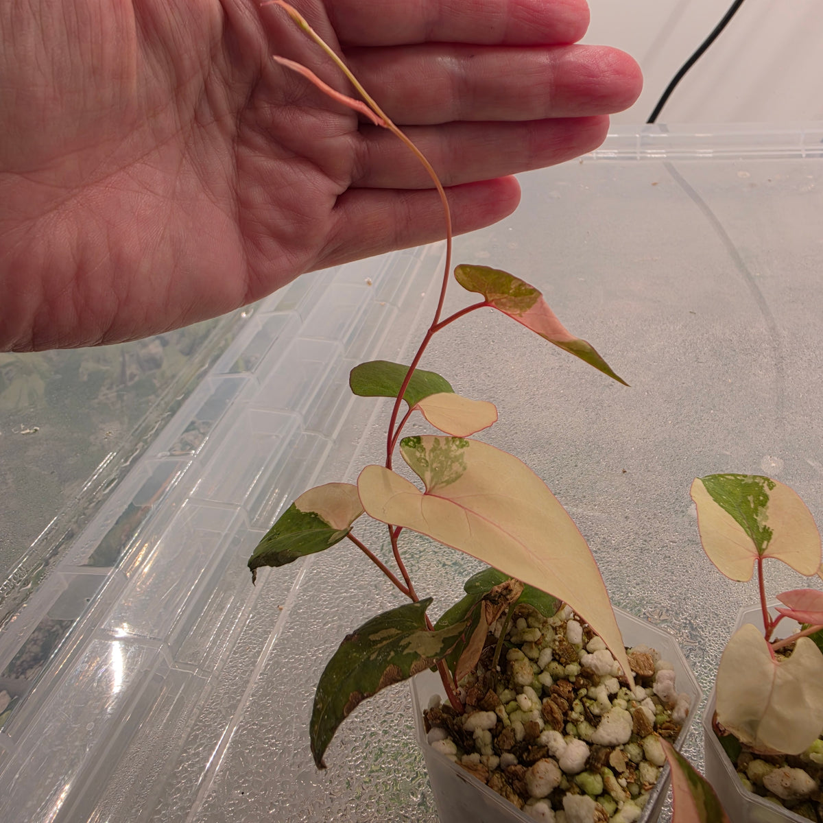 Fallopia Multiflora Variegata