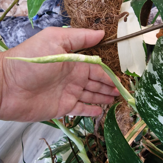 Monstera Albo Middle Cutting with new leaf Highly Variegated (7)