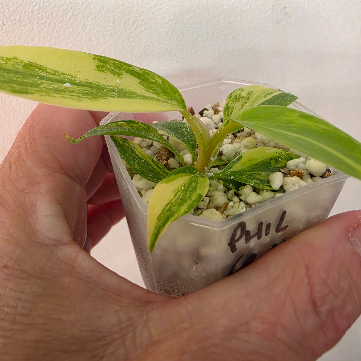 Philodendron Florida Beauty x Bob Cee Variegated – Exact Plant #1