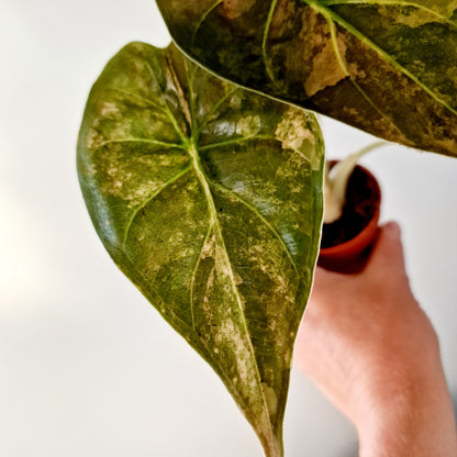 Alocasia Wentii Variegated Houseplant 7cm pot (2)