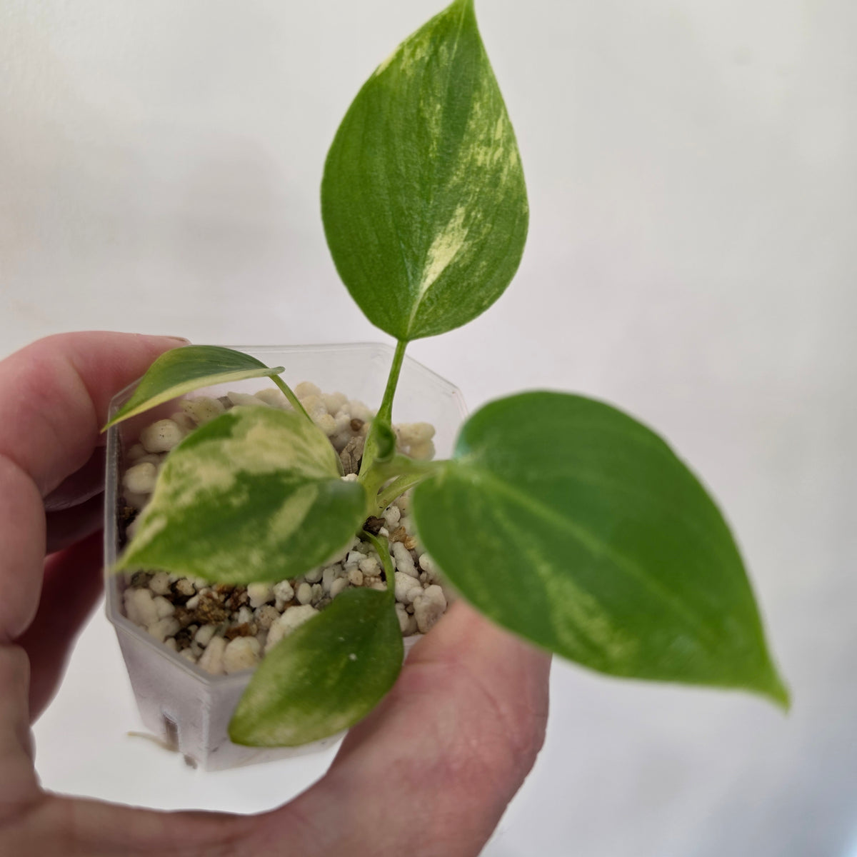 Philodenron Warszewiczii Aurea Variegata