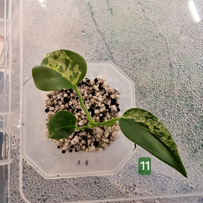 Monstera Bulbasaur – Choose Your Exact Plant (Acclimatising TC Batch) see description