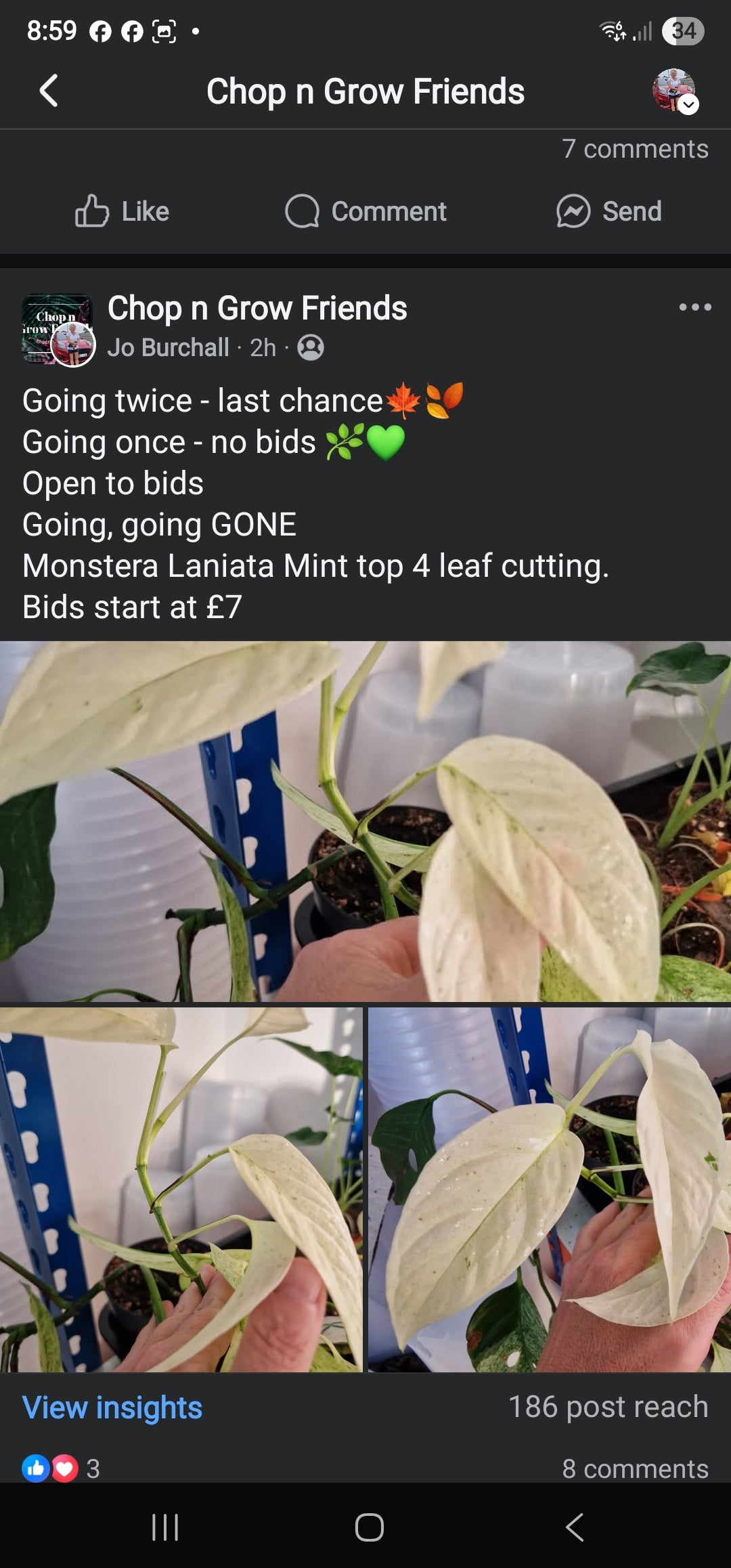 Sunday Sale Julia Laniata cutting