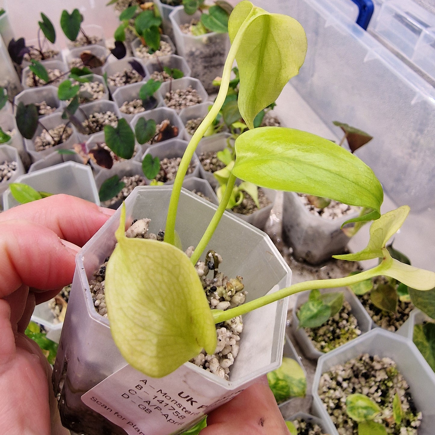 Monstera Crème Brûlée Fully Aurea - 5cm pot