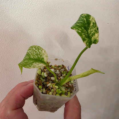 Monstera White Monster Variegated – Exact Plant #4