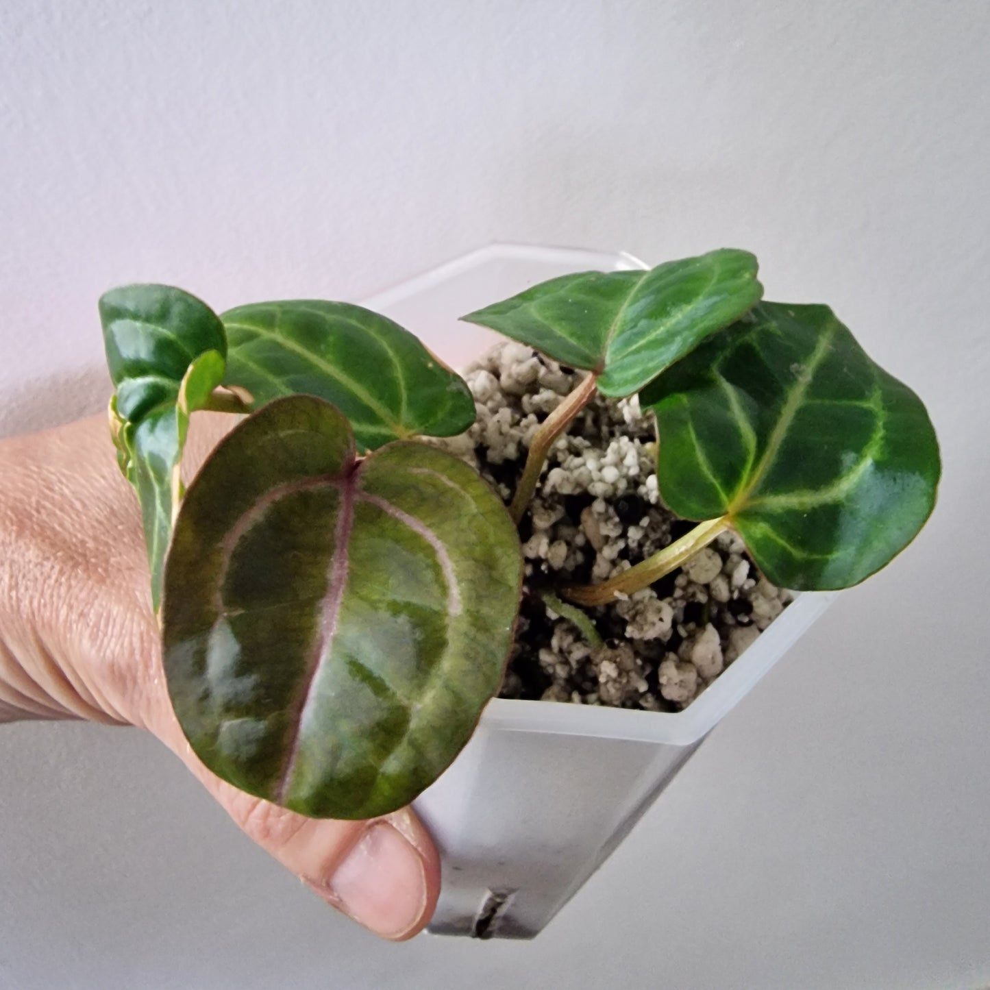 Anthurium Wonderboy × Michelle exact plant (#1)