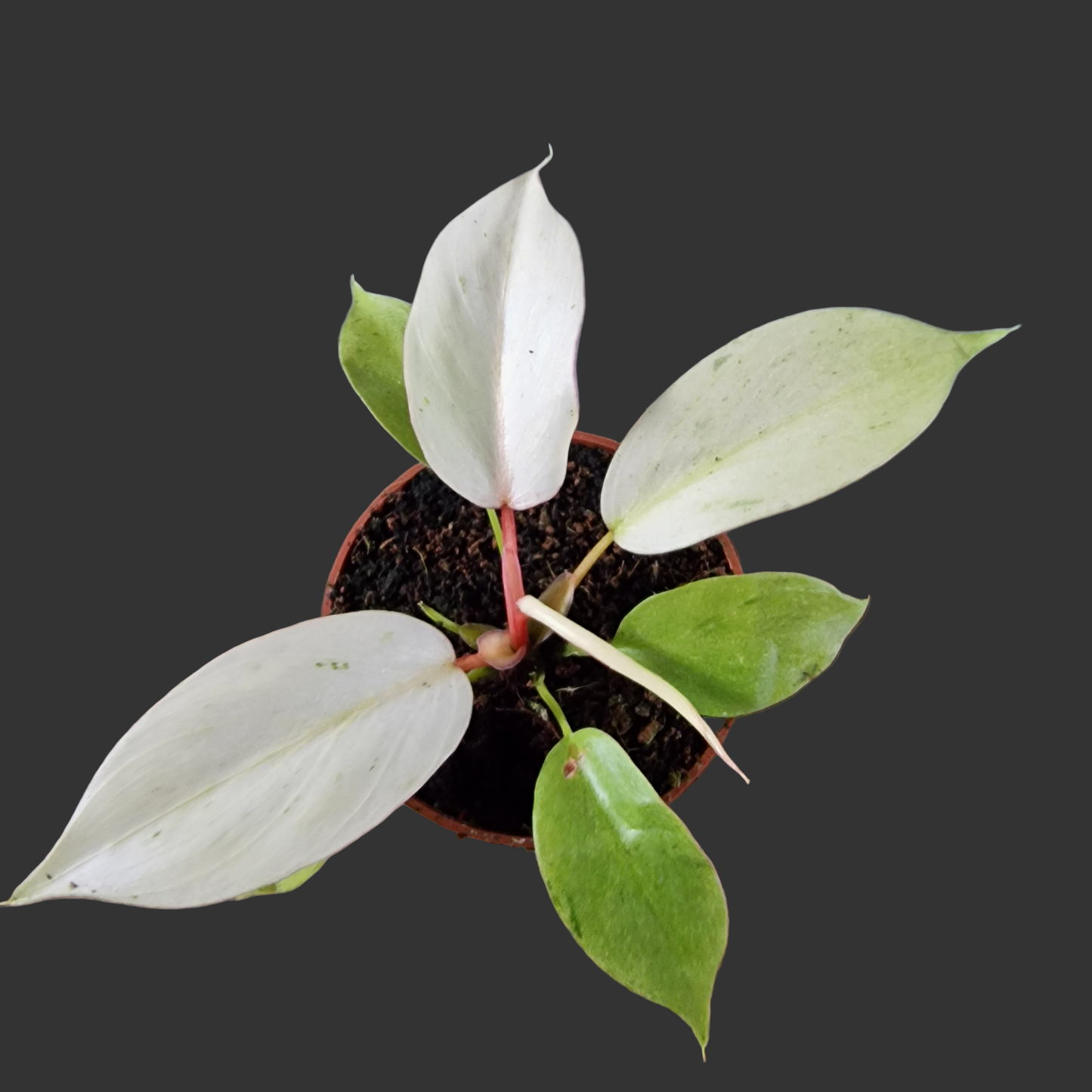 Philodendron Snowdrift Houseplant 6cm pot