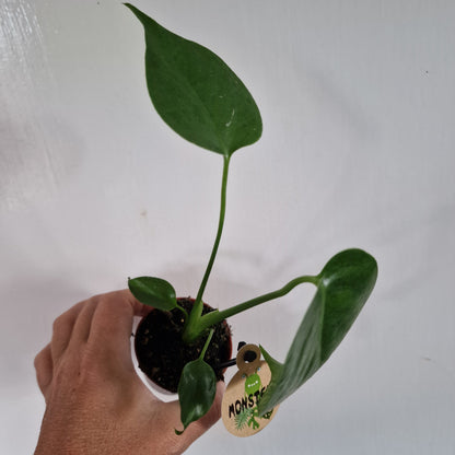 Monstera Rare Houseplant 6cm pot