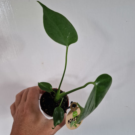 Monstera Rare Houseplant 6cm pot