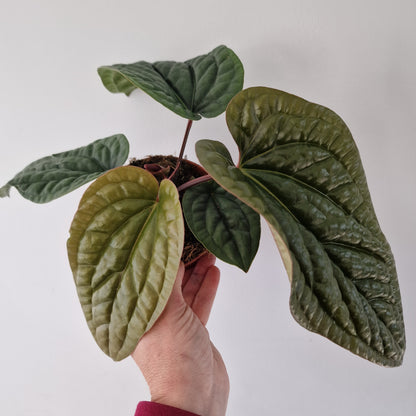 Anthurium Luxurians x Radicans – 12cm Pot