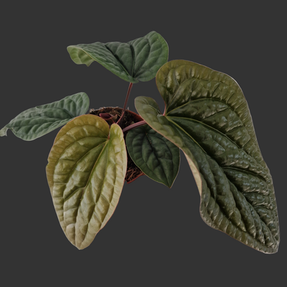 Anthurium Luxurians x Radicans – 12cm Pot