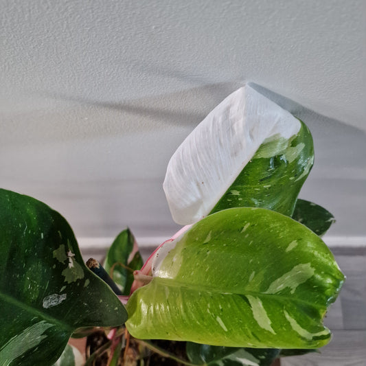 Philodendron Fresh Aurea Rare Houseplant 17cm pot