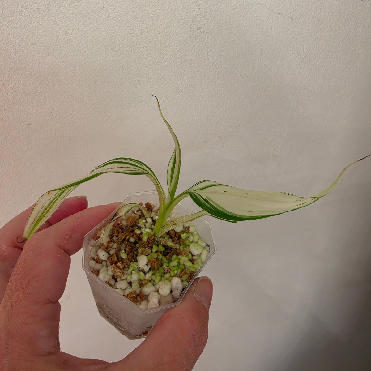 Musa ‘Hawaii’ Variegated – Established | Exact Plant #2