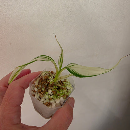 Musa ‘Hawaii’ Variegated – Established | Exact Plant #2