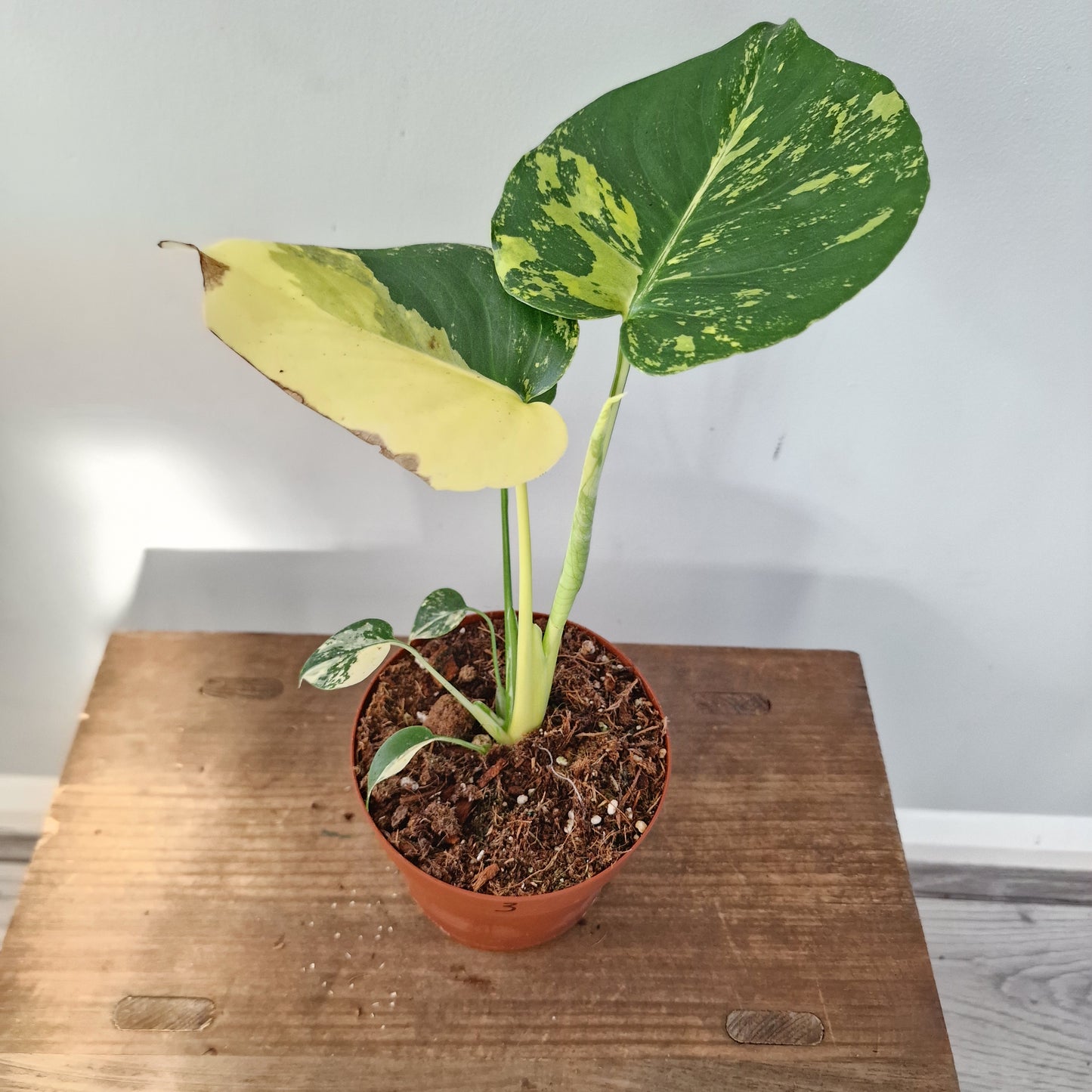 Monstera Deliciosa Aurea – 12cm Pot (#3)