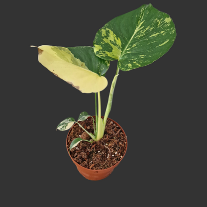Monstera Deliciosa Aurea – 12cm Pot (#3)