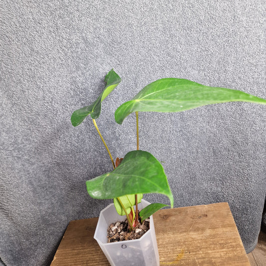 Anthurium Regale Light Ecuagenera Import (o) worth £35 – Rehab Plant