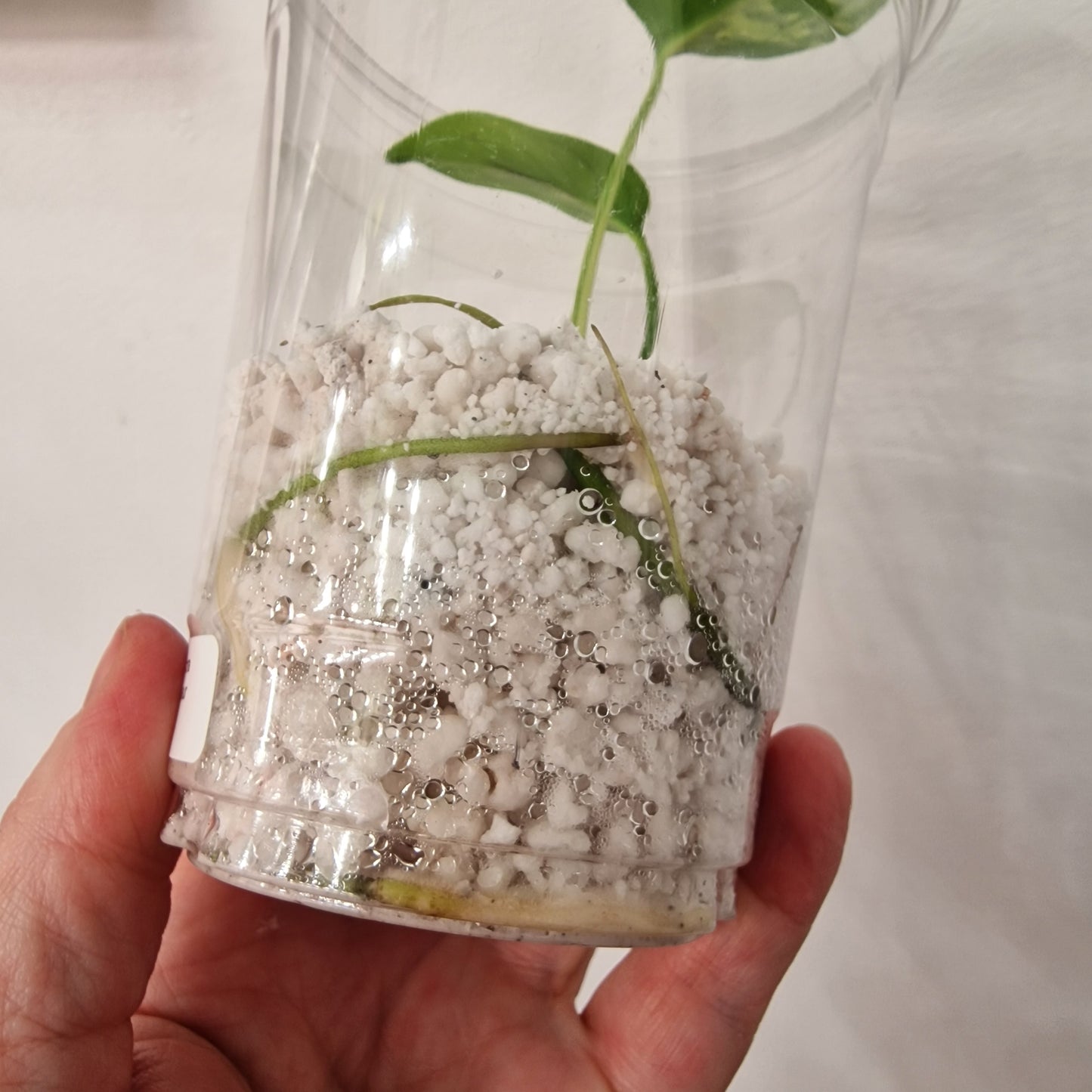 Monstera Bulbasaur – Young TC Plant (Exact Plant #1-12)