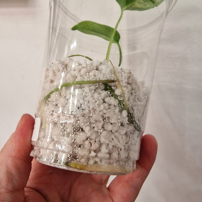 Monstera Bulbasaur – Young TC Plant (Exact Plant #1-12)