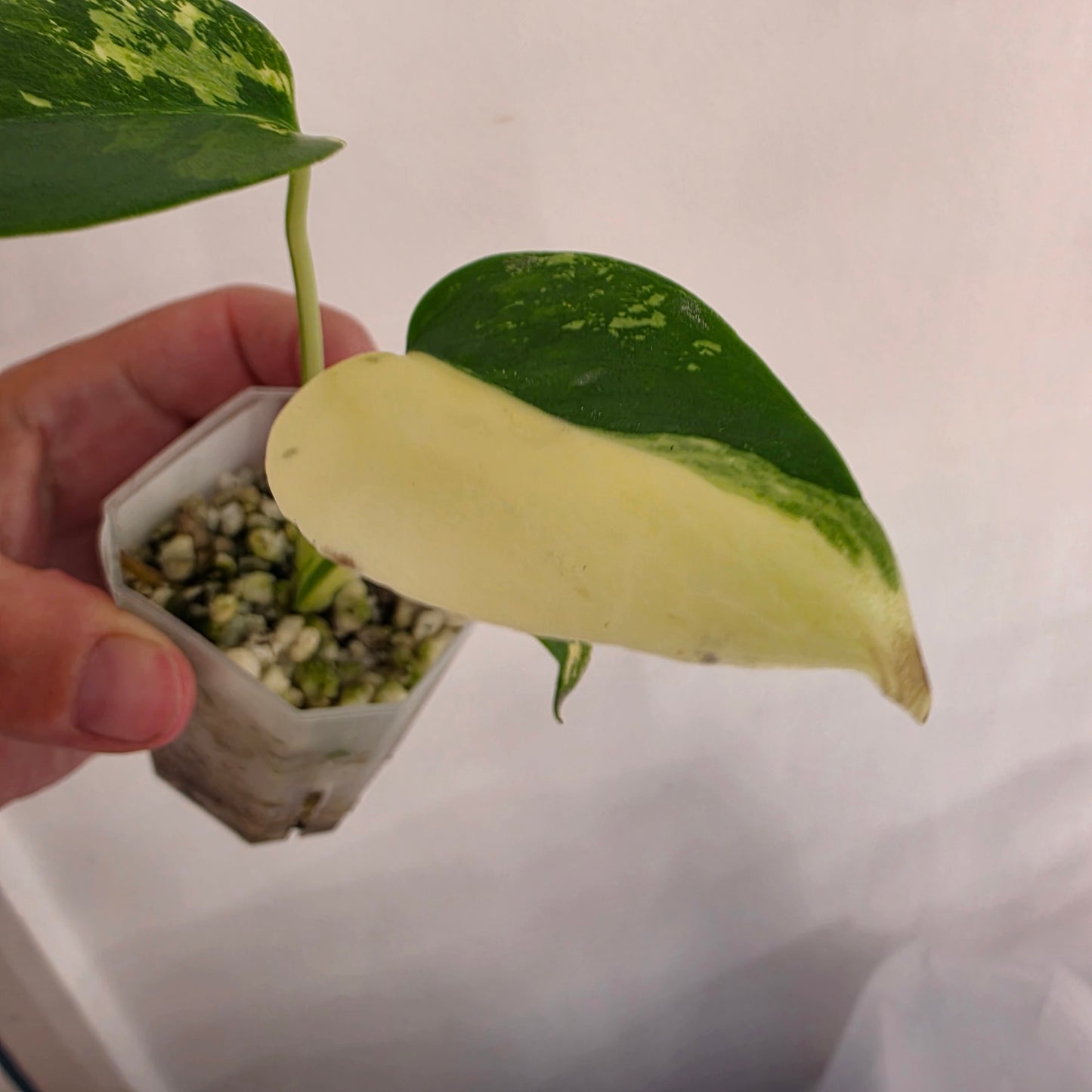 Monstera Lemon Pom Pom - see description
