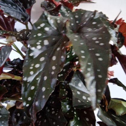 Begonia Black Forest Rare Houseplant 14cm pot