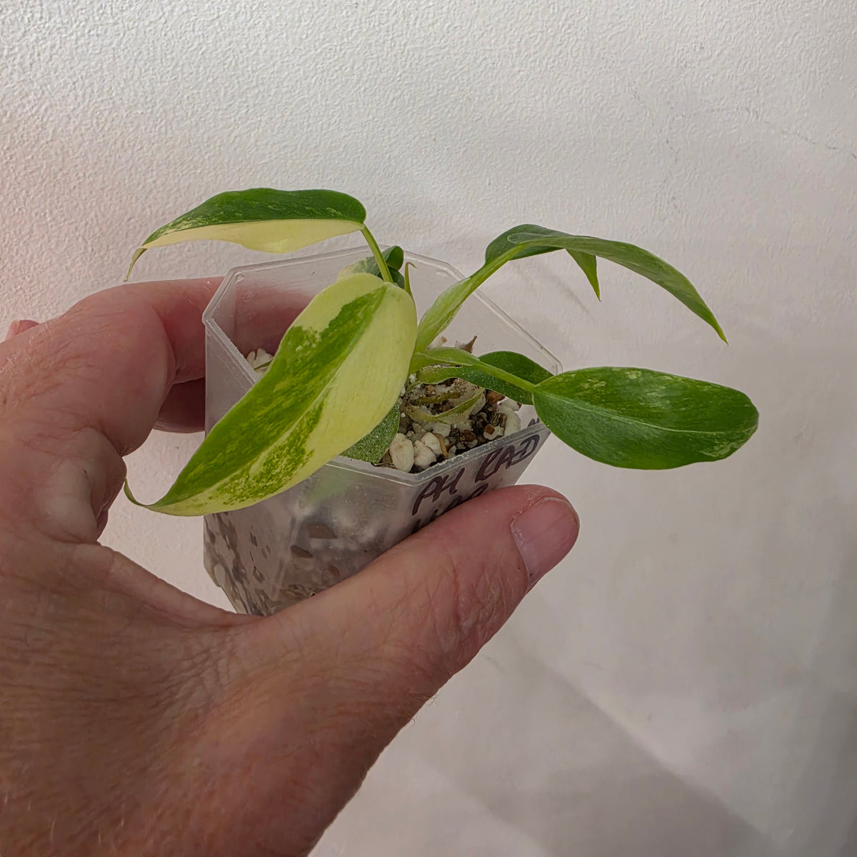 Philodendron Radiatum Variegatum – Exact Plant #3